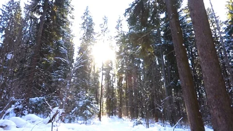 Snow winter forest. trees woods. snowing snowy. sunset dusk sunshine Stock Footage 86604545