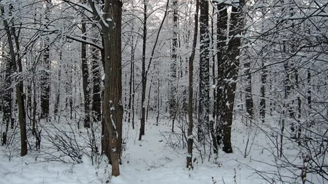 Snow in the winter forest, woodpecker knocking on a tree, bird jumping on trees Stock Footage