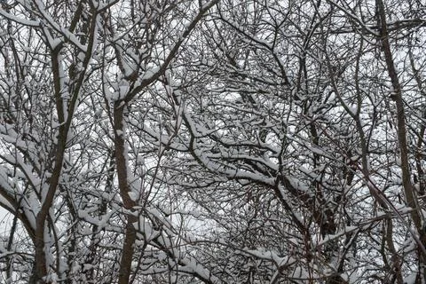 Snow winter landscape. Snow-covered trees in the winter forest. Winter trees Stock Photos