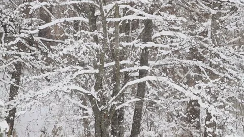 Snow in a winter park on a background of trees Stock Footage 121056070
