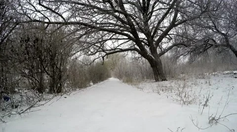 Snow in winter Park. Stock Footage 59321239