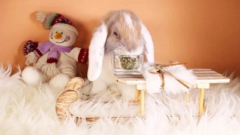 Snow winter rabbit cute snowman lop Stock Footage 99326955