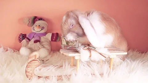 Snow winter rabbit cute snowman lop Stock Footage 99327019