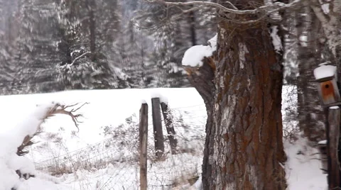 Snow in winter on a ranch Stock Footage 1083379