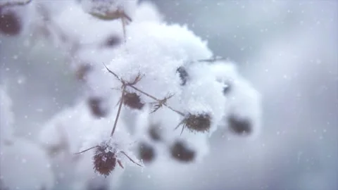 Snow on a winter tree closeup, on leaves. Falling snow nature background Stock Footage 162650675