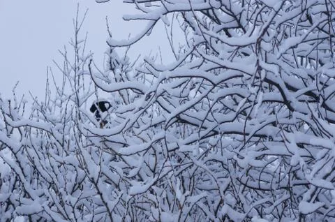 Snow, winter tree Stockfoto's