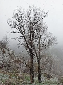 Snow winter tree Stock Photos