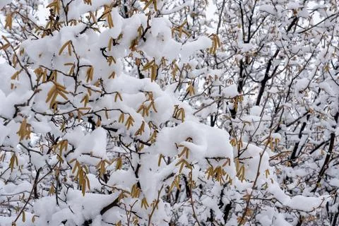 Snow, winter, tree,  tree covered with snow Stock Photos
