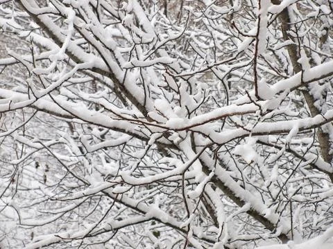 Snow winter trees branches. Stock Photos