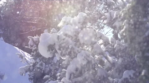 Snow on a winter trees closeup. Falling snow nature background. Winter park Stock Footage 161911614