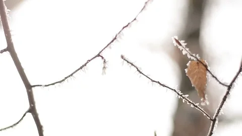 Snow winter trees detail. Stock Footage 72753041