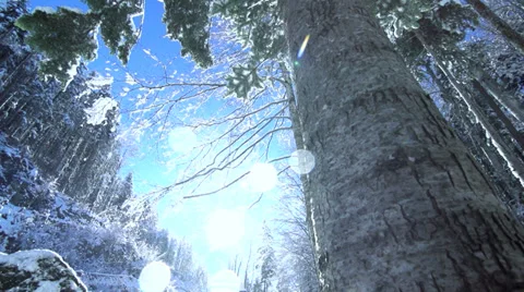 Snow winter trees Stock Footage 34534710