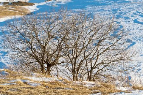Snow winter trees Stock Photos
