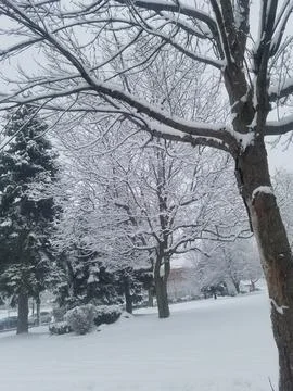 Snow Winter Trees Stock Photos