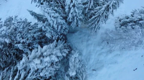 Snow winter trees. winter landscape. nature. sunset. aerial view. fly over Stock Footage 34561518