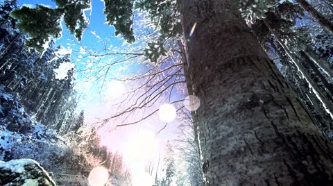 Snow winter. trees woods forest. snow trees. snow falling Stock Footage 34536629