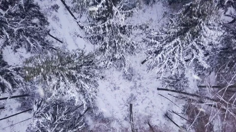 Snow winter trees. woods forest landscape. snow fall, drone shot Stock Footage 94865203