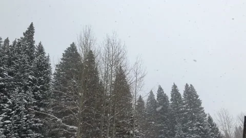 Snow winter white sky pine tree Video stock 156938835