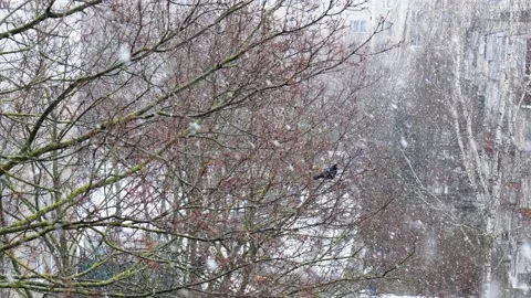 Snow in winter in the yard against the background of houses Stock Footage 151414477