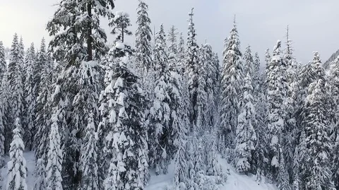 Snow wonderland Stock Footage 85147207
