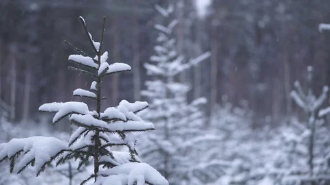 Snow in the Woods Stock Footage 71123474