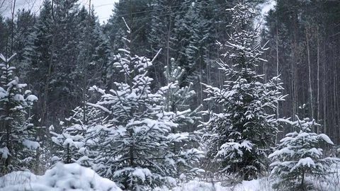 Snow in the Woods Stock Footage 71123681