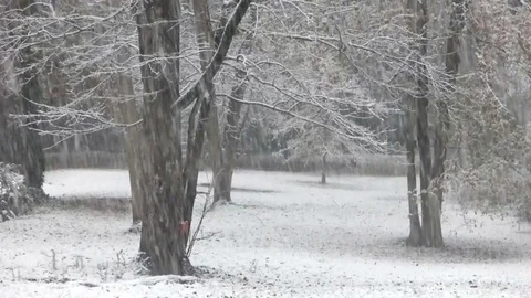 Snow in woods Stockbeeldmateriaal 91306361