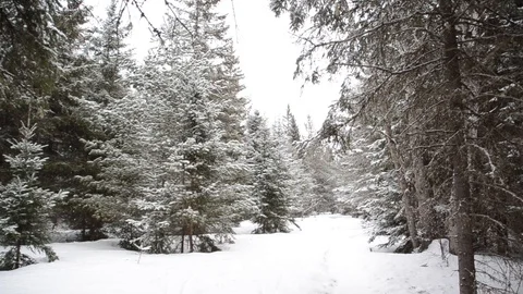 Snow in the woods Stock Footage 105384246