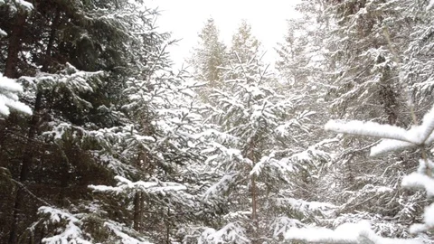 Snow in the woods Stock Footage 105384258