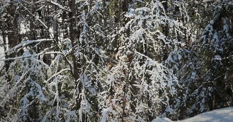 Snow in the Woods Pan Left Stock Footage 123678085