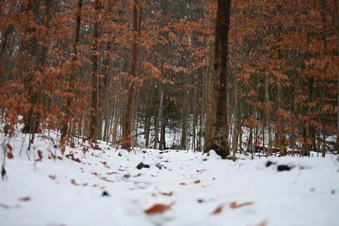 Snow in the Woods Stock Photos