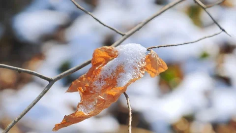 Snow on a yellow leaf at cold day. 스톡 동영상 119868750