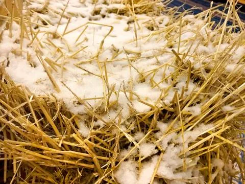 Snow on the yellow straw. Stock Photos
