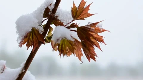 Snow on young maple leaves Stock Footage 130369339