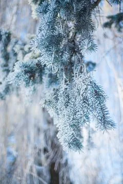  snow3 (6 of 52) Stock Photos