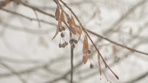 Snow_covered_branch_of_a_Linden Stock Footage