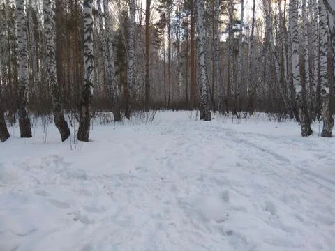 Snowandforest Stock Photos