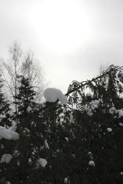 Snowball on a branch of a tree in the winter forest. Stock Photos
