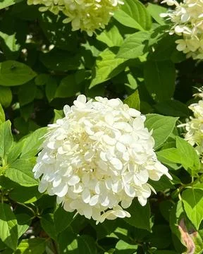 Snowball Flower Stock Photos