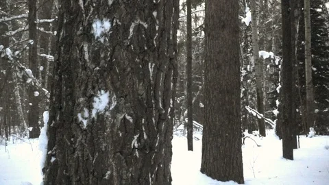 Snowball Hitting Tree Stock Footage 105440644