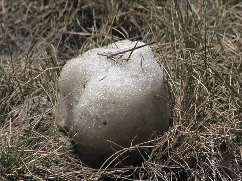 Snowball melt Stock Footage 29896234