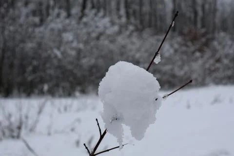 Snowball resting on thin branch in winter landscape Fotos de archivo