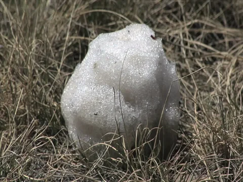 Snowball time lapse Stock Footage 29896567