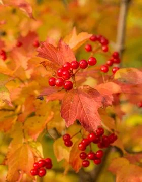 Snowball tree Foto stock