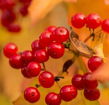 Snowball tree Foto stock