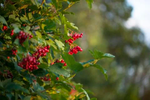 The snowball tree Stock Photos
