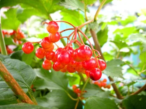 Snowball tree Stock Photos