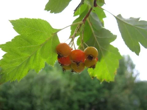 Snowball tree Stock Photos