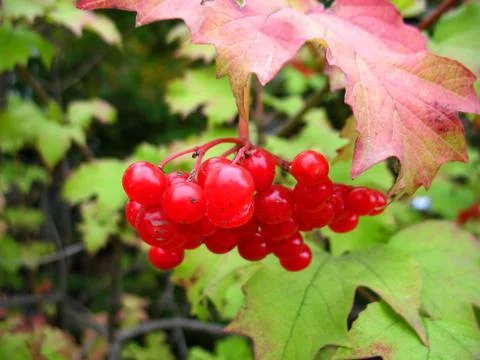 Snowball tree Stock Photos