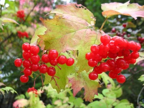 Snowball tree Stock Photos